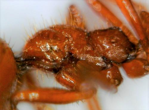 Réf. 223 997 : Solenopsis geminata